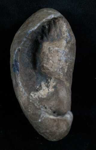 Tall Fossil Whale Ear Bone - Venice Florida #6086